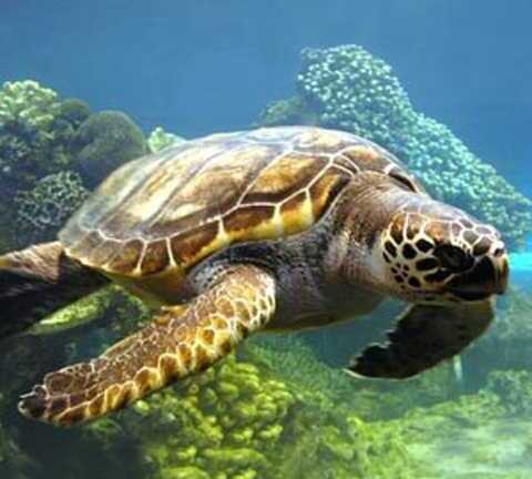 Khám phá ít biết về loài rùa