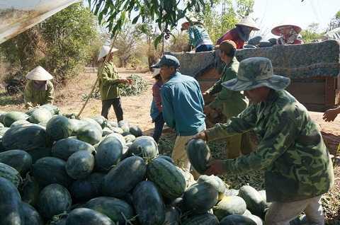 Tận cùng nỗi khổ của người trồng dưa hấu mất mùa vẫn bị bảo kê thu phí