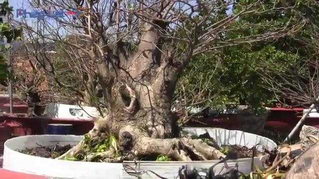 Độc đáo gốc mai hình bàn tay Phật, vài trăm triệu không bán