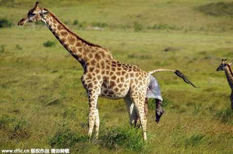 Cách sinh con lạ lùng của hươu cao cổ