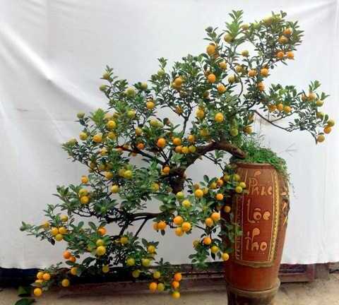 Cận cảnh quất bonsai thế siêu độc giá siêu đắt