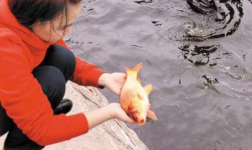 Thả cá chép tiễn ông Công ông Táo thế nào cho đúng?