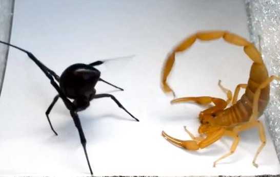 Clip: Bọ cạp ác đấu nghẹt thở cùng nhện góa phụ đen và cái kết bất ngờ