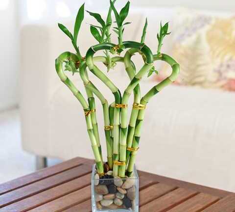 Cây trang trí ngày Tết vừa đẹp, vừa mang lại tiền tài cho gia chủ