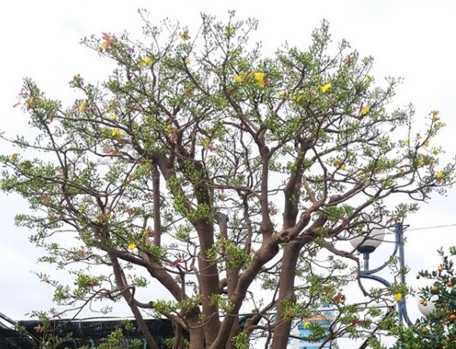 Chiêm ngưỡng gốc mai 'siêu khủng' giá 2 tỷ đồng