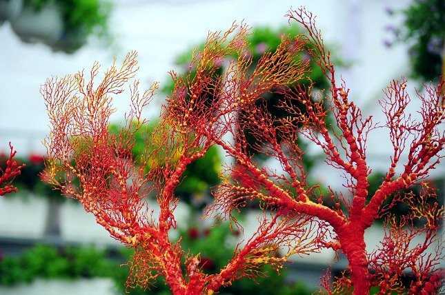 Chiêm ngưỡng san hô đỏ cực hiếm chơi Tết