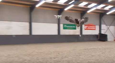 Hà Lan huấn luyện đại bàng để 'săn' máy bay không người lái