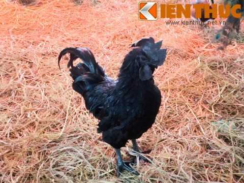 Cận cảnh loài gà giá chục triệu cũng khó mua được ở Hà Nội