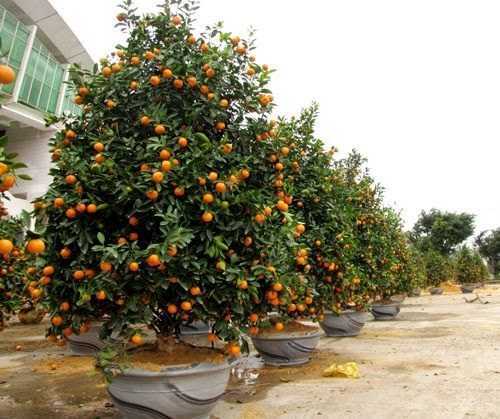 Hướng dẫn chọn quất cảnh đẹp mỹ mãn cho cả năm may mắn