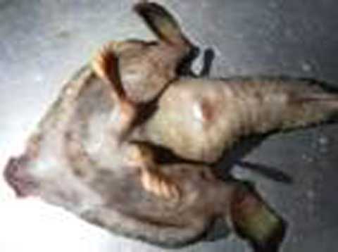 Sinh vật kỳ dị biết đi, có mũi giống người