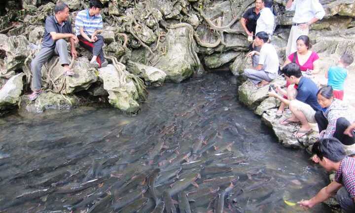 Giải mã chuyện chưa biết về suối 'cá thần' ở Thanh Hóa