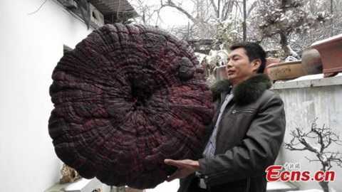 Phát hiện nấm linh chi to như chiếc ô