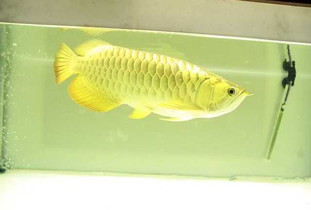 Cận cảnh cá rồng vàng 24K được giới đại gia 'săn lùng' chơi Tết