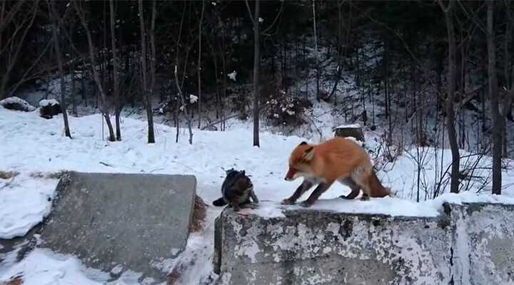 Clip: Cáo hoang xảo quyệt ‘cướp cơm’ của mèo nhà