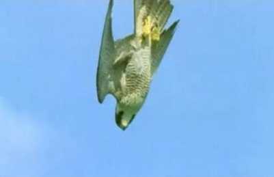 Video: Cuộc đua nghẹt thở giữa bồ câu và chim cắt Peregrine