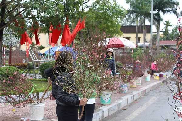 Mai đào ngày cuối năm: Tiểu thương bán rẻ hết cỡ vẫn bị người mua ép giá