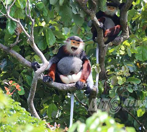 Lên Sơn Trà ngắm 'nữ hoàng' linh trưởng