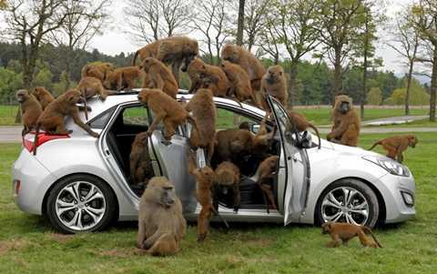 30 chú khỉ đầu chó được phân công 'kiểm tra' nội thất Hyundai i30