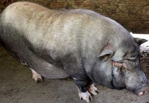 Chuyện lợn đeo gông khổng lồ đón tết của người Mông