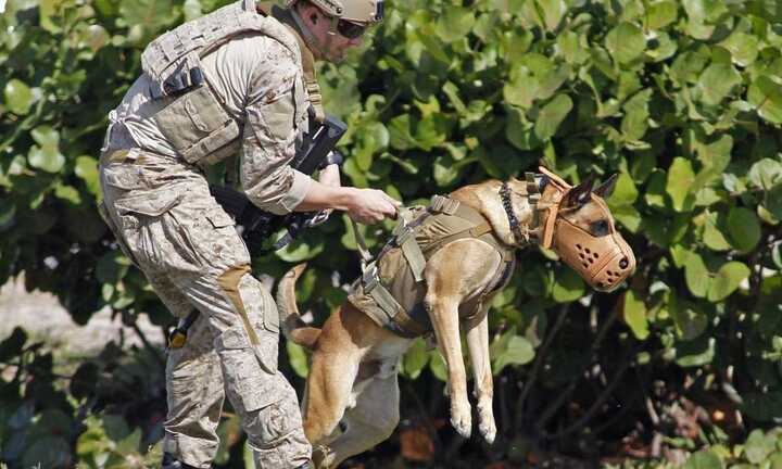 Điều đặc biệt nào tạo sức mạnh cho 'binh sĩ 4 chân' của biệt kích SEAL?