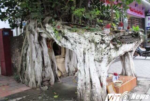Chuyện cây bồ đề huyền bí có '4 chân' ở đất cố đô