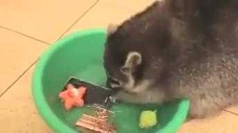 Cười vỡ bụng clip chồn cáo ‘tận tụy’ rửa iPhone cho chủ