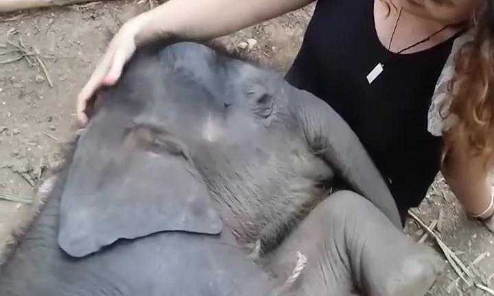 Choáng cảnh voi con nũng nịu trong lòng cô gái trẻ