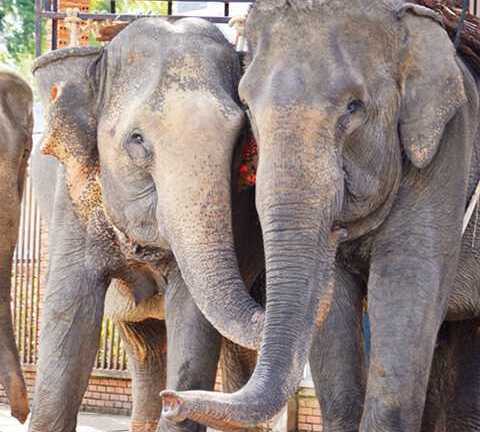 Về Tây Nguyên xem mùa voi yêu