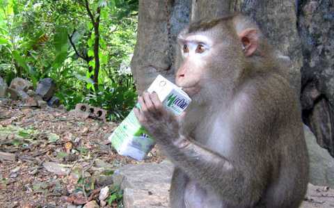 Khỉ lạy đồ tể và chuyện người làm mẹ của khỉ ở Hải Dương