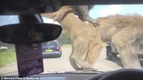 Người lớn thẹn thùng chứng kiến đôi khỉ 'vui vẻ' trên nắp ca-pô xe hơi