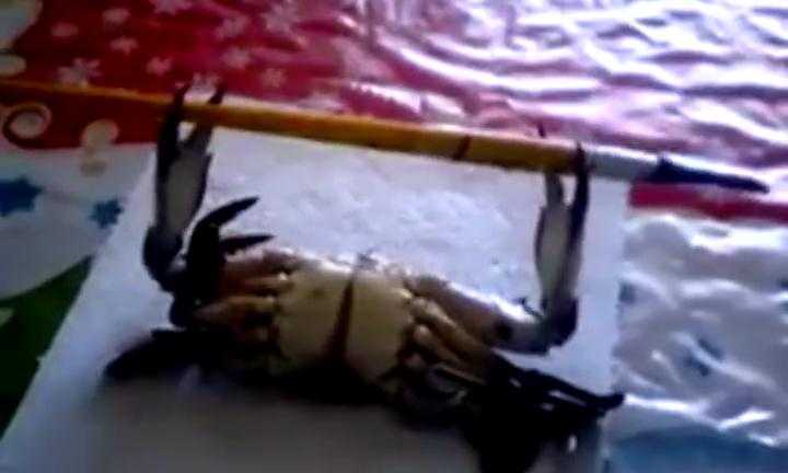 Cười vỡ bụng clip cua tập… nâng tạ