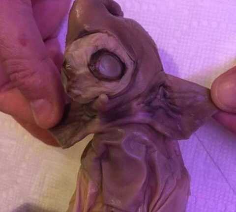 Xác 'quái vật ngoài hành tinh' gây bàng hoàng