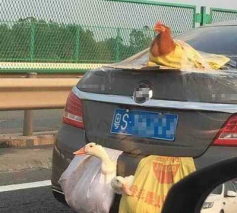 Gà vịt ùn ùn đi xe hơi về thành phố sau nghỉ Tết