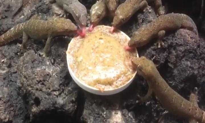 Những video hot nhất trên Facebook ngày 16/2