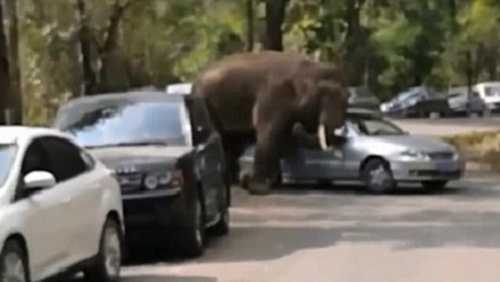 Thất tình, voi đực húc nát gần 20 chiếc ô tô