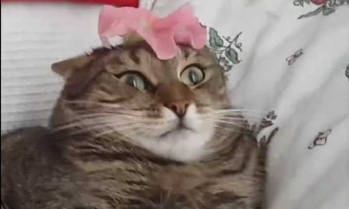 Clip: Khi động vật cũng thích… làm trò