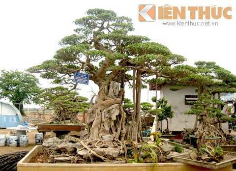 Mãn nhãn ngắm vườn cây cảnh tiền tỷ của đại gia Việt