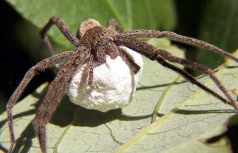 Những bài thuốc hay từ nhện