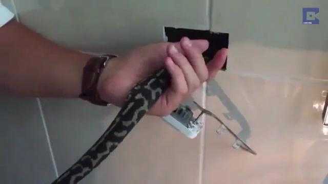 Clip: Kinh hãi phát hiện rắn nấp trong ổ điện