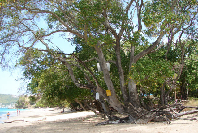 Cận cảnh loài cây giết người nguy hiểm nhất thế giới