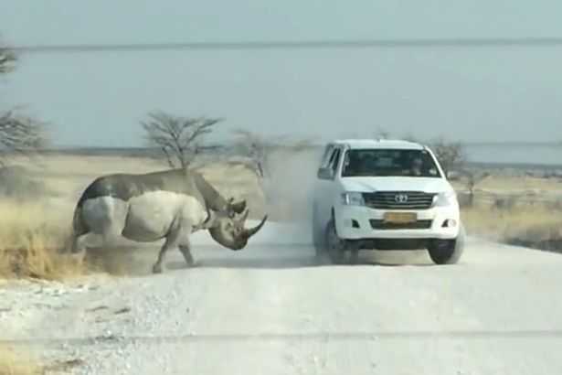 Clip: Tê giác nổi điên húc tung xe Jeep