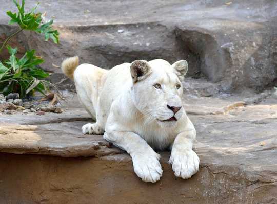 Thực hư tin đồn thú quý hiếm chết ở Vinpearl Safari Phú Quốc