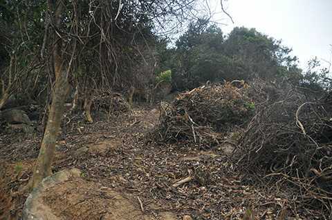 Vụ phá rừng ở Sơn Trà: Kiểm điểm cán bộ kiểm lâm sai phạm