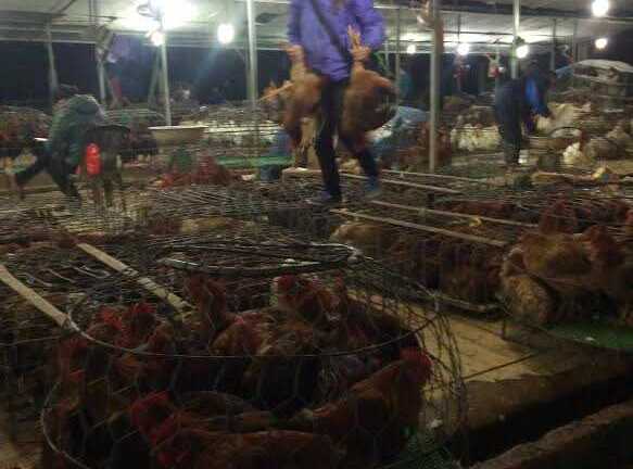 Khám phá chợ cá bí ẩn nhất Hà Nội