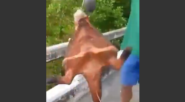 Clip: ‘Quái cá’ mình dơi, chân dài kỳ dị mắc câu ngư dân