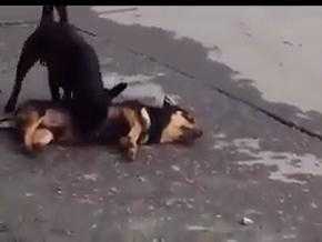 Rơi nước mắt clip chú chó lay xác bạn bị xe tải cán