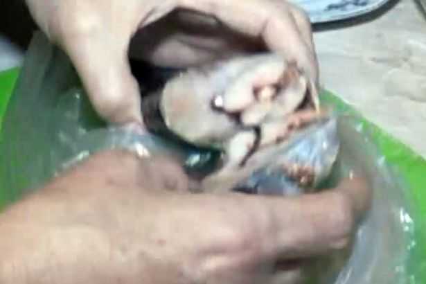 Clip: Cá bị phanh thây phát sáng trong đêm khiến bà nội trợ phát hoảng