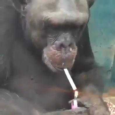 Clip: Khỉ châm lửa hút thuốc cực ‘bá đạo’