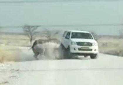 Clip: Tê giác nổi khùng húc tung ôtô