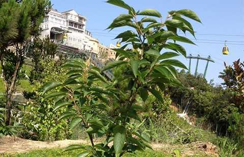 Vì sao trồng hoa anh đào Nhật Bản tặng ở công viên tư nhân?